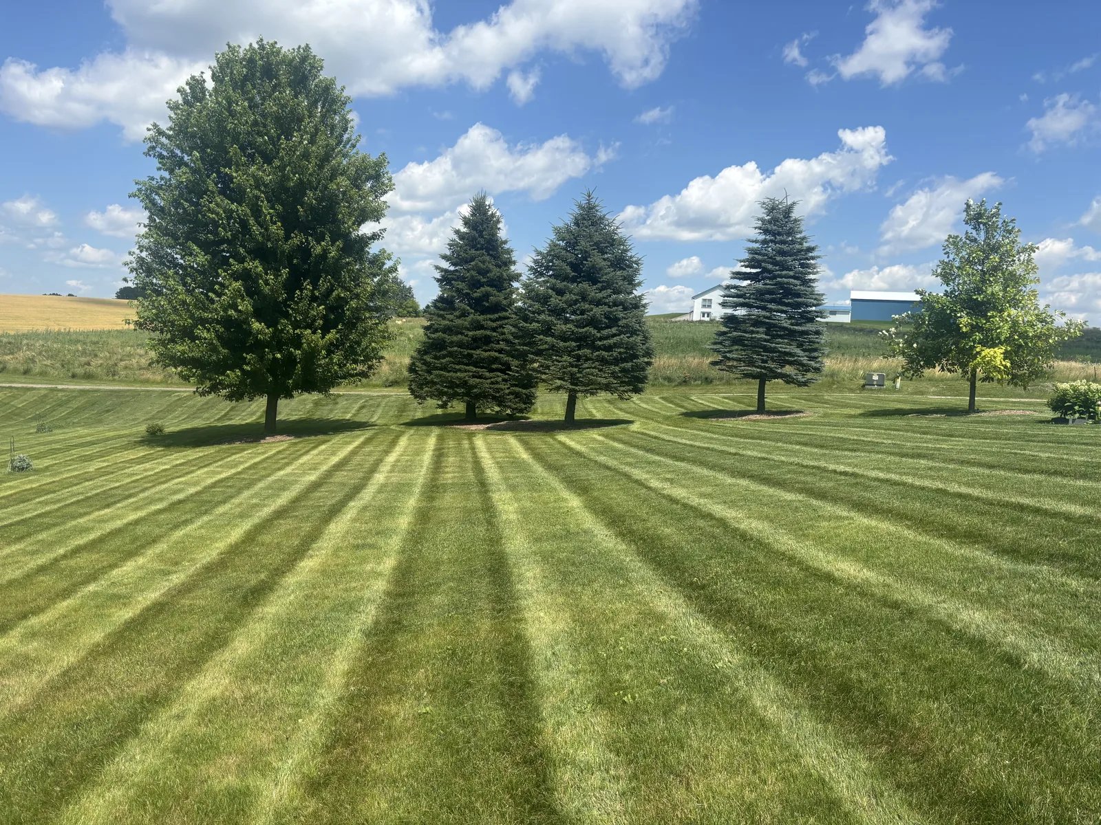 Precision lawn striping with trees